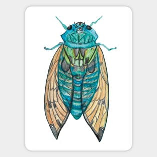 Cicada cicada Sticker